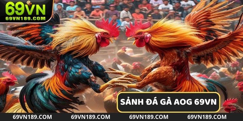 Giới thiệu tổng quan về sảnh đá gà AOG